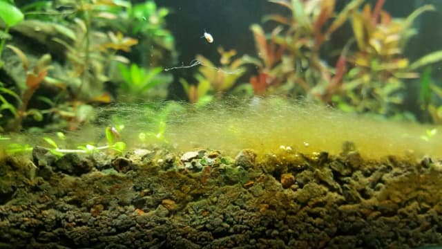 Skuteczne sposoby na usunięcie glonów z ozdób akwariowych bez ryzyka